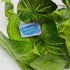 products/image_e7ef4f1b-e4eb-46a7-9983-6c7b599669cf.jpg